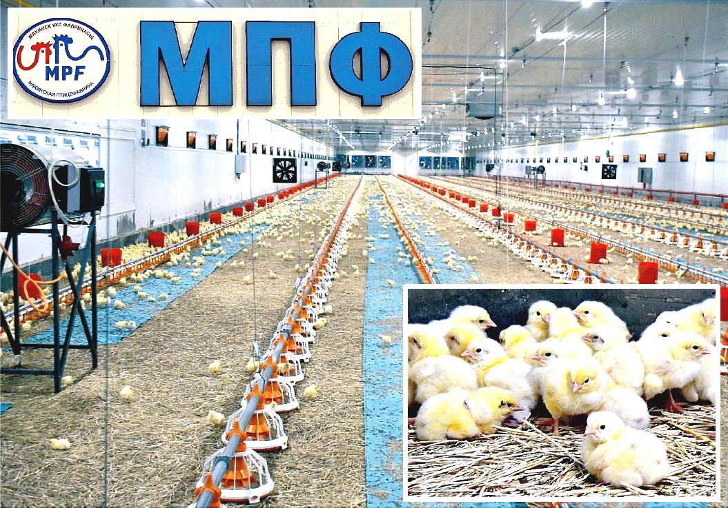Макинская птицефабрика Казахстан